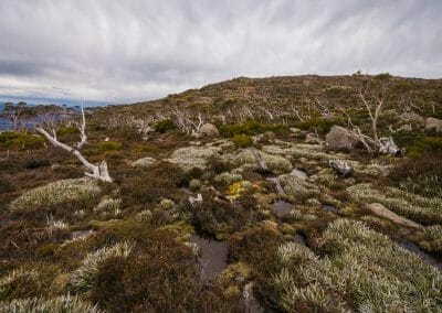 Mt Wellington, Guided, guide, walk, tour, hobart Tasmania, kunanyi, alpine, sensitive environment,