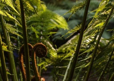 tree ferns, Mt Wellington, Guided, guide, walk, tour, hobart Tasmania, kunanyi