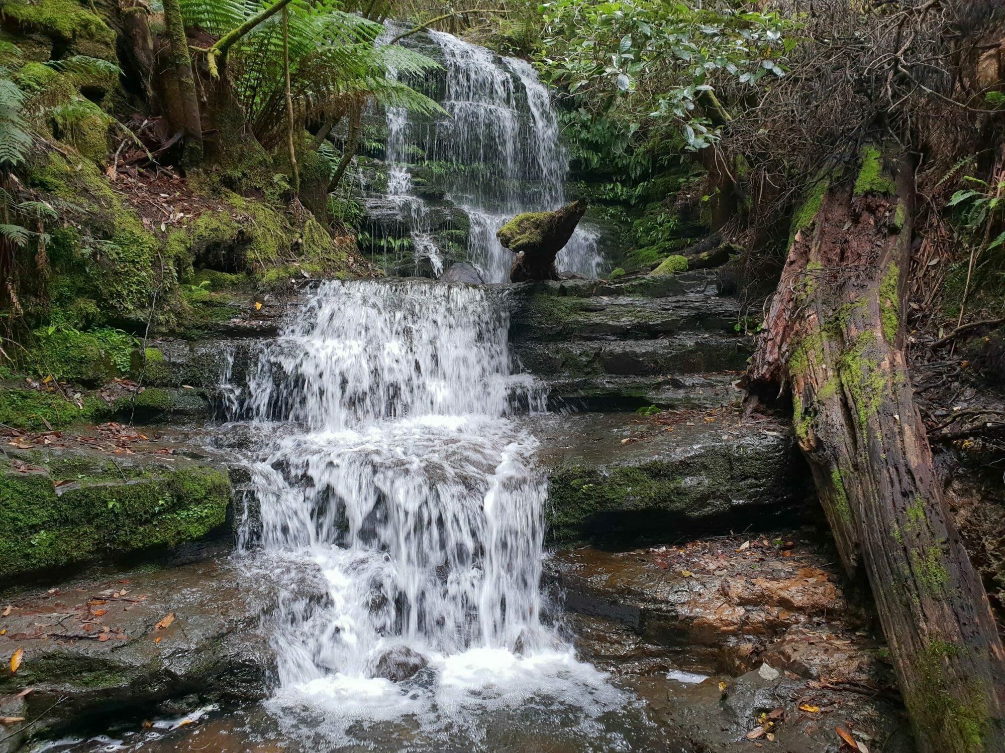 Myrtle Gully Falls, best 5 walks on mt wellington, hiking, hobart, tasmania.